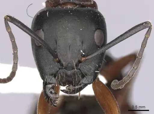Camponotus innexus specimen