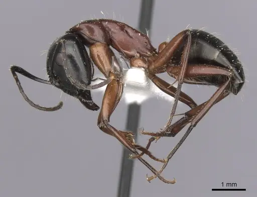 Camponotus innexus specimen