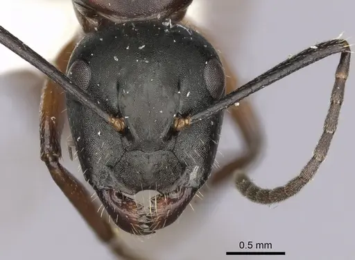 Camponotus innexus - CASENT0280178
