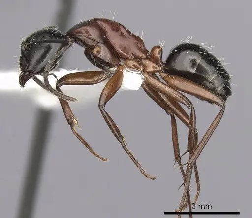 Camponotus innexus - CASENT0280178