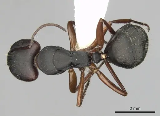 Camponotus innexus - CASENT0280179