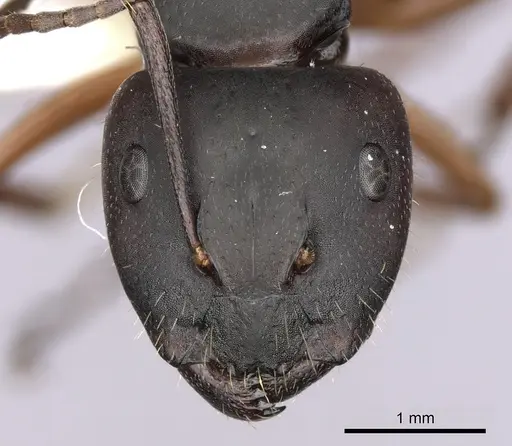 Camponotus innexus - CASENT0280179