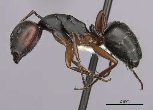Camponotus innexus - CASENT0280179