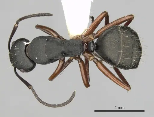 Camponotus innexus - CASENT0280180