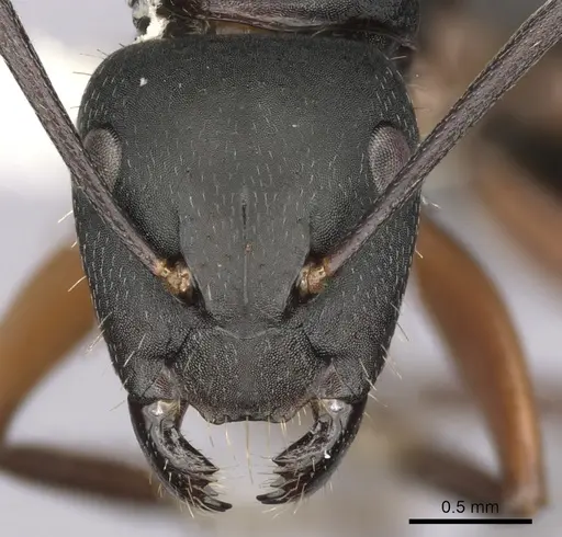 Camponotus innexus - CASENT0280180