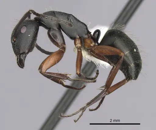 Camponotus innexus - CASENT0280180