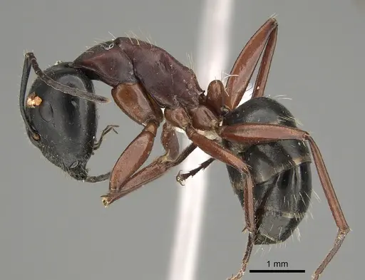 Camponotus innexus - CASENT0887700