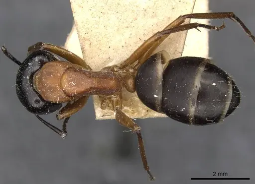 Camponotus innexus - CASENT0910387