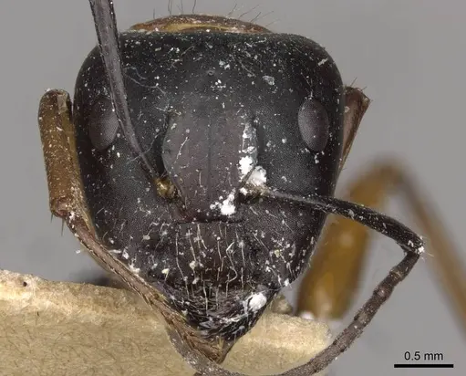 Camponotus innexus - CASENT0910387