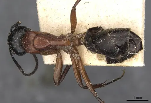 Camponotus innexus - CASENT0910388
