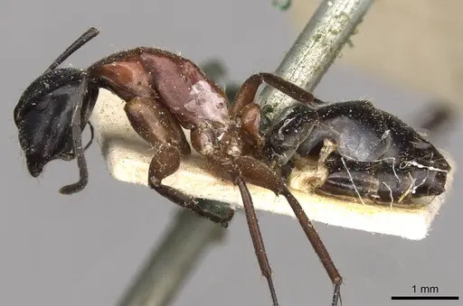 Camponotus innexus - CASENT0910388
