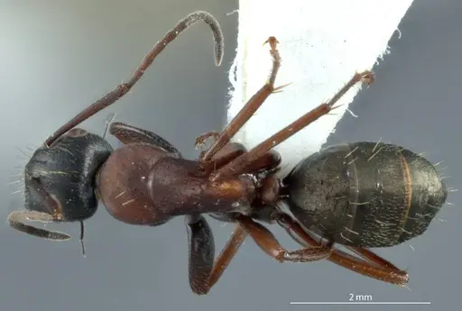 Camponotus innexus - JDM32-001228