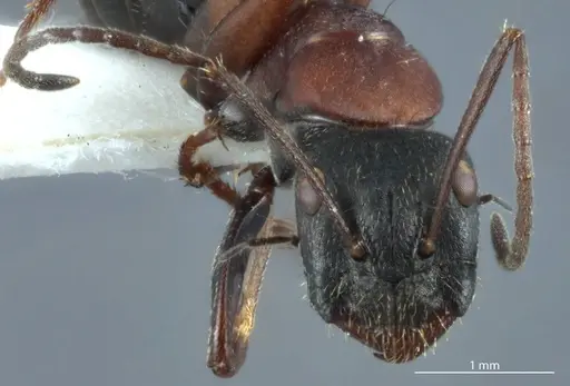 Camponotus innexus - JDM32-001228