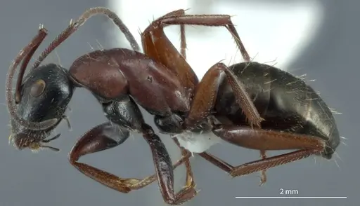 Camponotus innexus - JDM32-001228