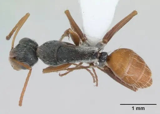 Camponotus innocens specimen