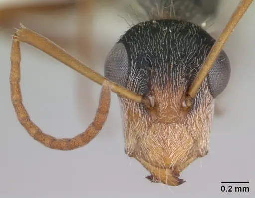 Camponotus innocens specimen