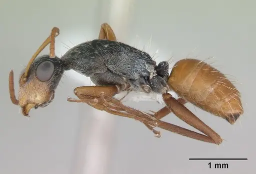 Camponotus innocens specimen