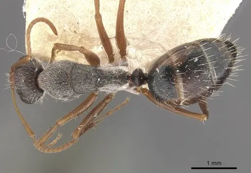 Camponotus innocens - CASENT0910649