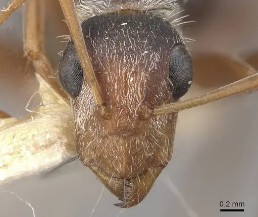 Camponotus innocens - CASENT0910649