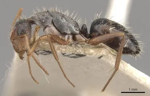 Camponotus innocens - CASENT0910649