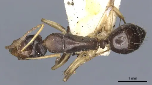 Camponotus insipidus specimen
