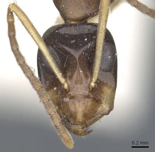 Camponotus insipidus specimen