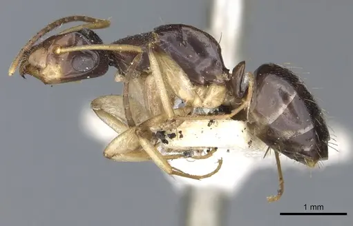 Camponotus insipidus specimen
