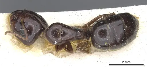 Camponotus insipidus - CASENT0903542