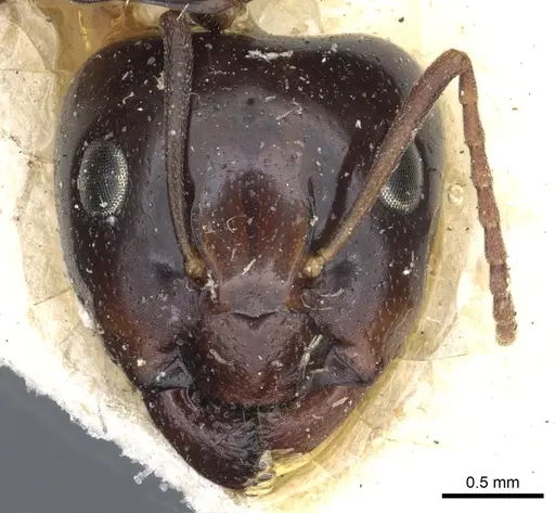Camponotus insipidus - CASENT0903542