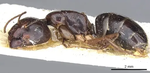 Camponotus insipidus - CASENT0903542