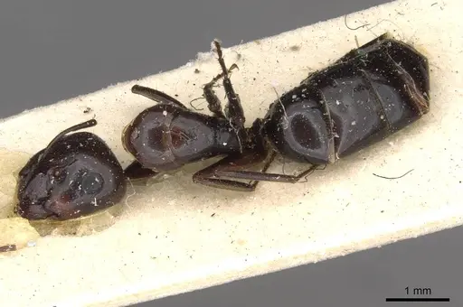 Camponotus insipidus - CASENT0910386
