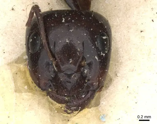 Camponotus insipidus - CASENT0910386