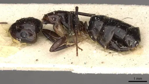 Camponotus insipidus - CASENT0910386