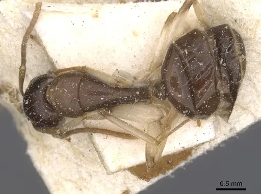 Camponotus insipidus - CASENT0912082
