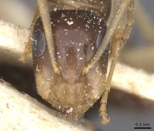 Camponotus insipidus - CASENT0912082
