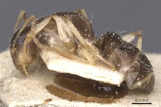 Camponotus insipidus - CASENT0912082