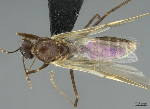 Camponotus integellus specimen