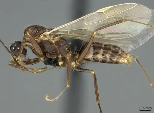 Camponotus integellus specimen