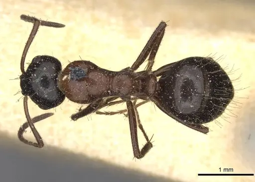 Camponotus interjectus specimen