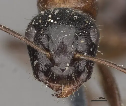 Camponotus interjectus specimen