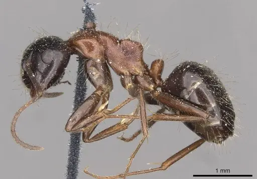 Camponotus interjectus specimen