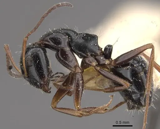 Camponotus interjectus - CASENT0911142