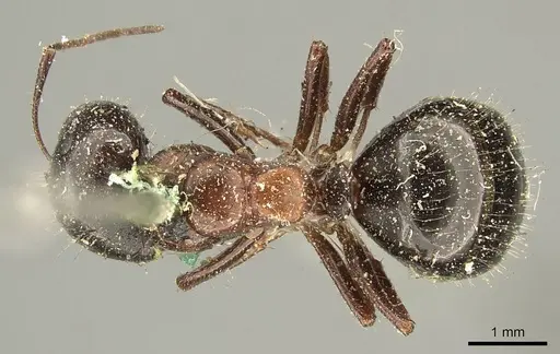 Camponotus interjectus - CASENT0915678