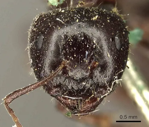 Camponotus interjectus - CASENT0915678