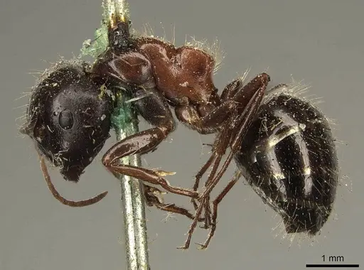 Camponotus interjectus - CASENT0915678