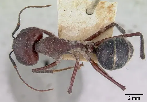 Camponotus intrepidus specimen