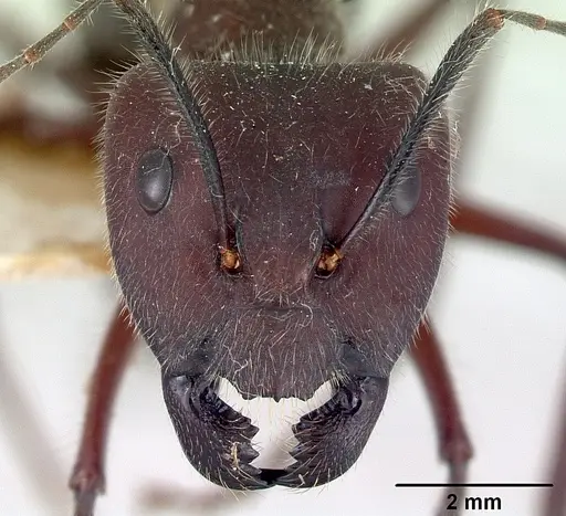 Camponotus intrepidus specimen