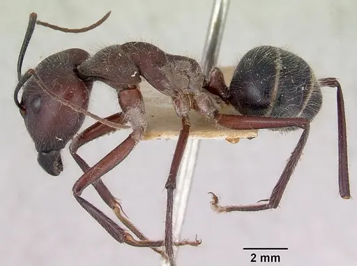 Camponotus intrepidus specimen