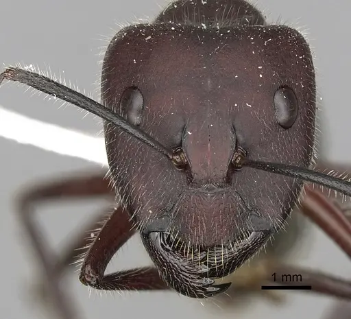 Camponotus intrepidus - CASENT0280210