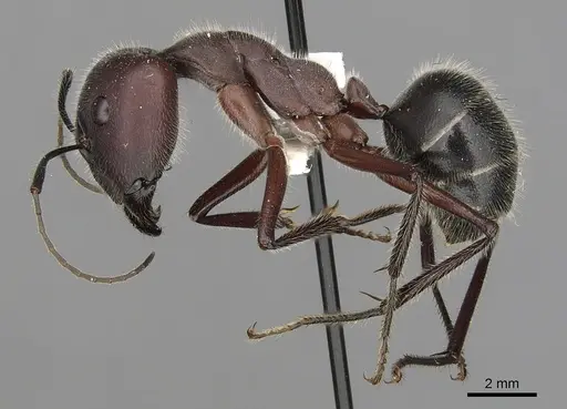 Camponotus intrepidus - CASENT0280210